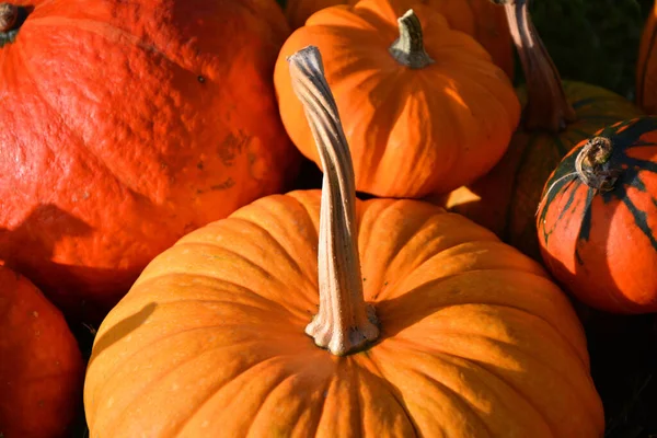 Sunny Orange Pumpkins Close Background Pumpkin Stalk Selective Focus Shallow — Stock Photo, Image