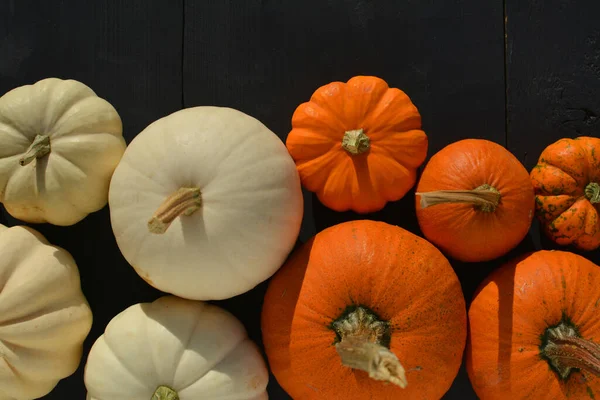 Turuncu ve beyaz balkabakları sonbahar arkaplanı.