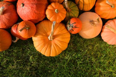 Arka planda turuncu balkabakları.