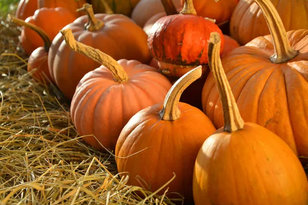Pompoenen Stro Oranje Herfst Thanksgiving Achtergrond — Stockfoto