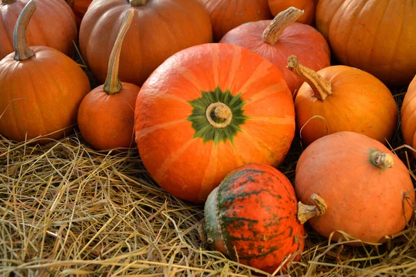 Citrouilles Orange Sur Paille Fond Automne — Photo