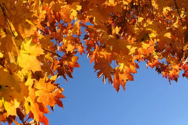 秋天枫树在蓝天上生长 黄叶背景 — 图库照片