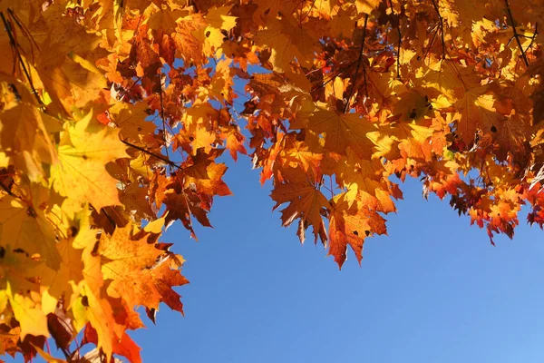 Otoño Hojas Arce Sobre Cielo Azul Fondo Hojas Amarillas —  Fotos de Stock