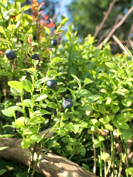 Bilberries Fruits Growing Forest Wild Blueberry — Stock Photo, Image