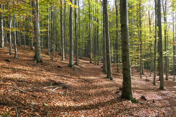 Faia Árvores Floresta Outono — Fotografia de Stock