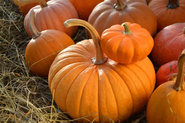 Kürbis Herbst Warm Rustikalen Hintergrund Kürbisse Auf Stroh — Stockfoto