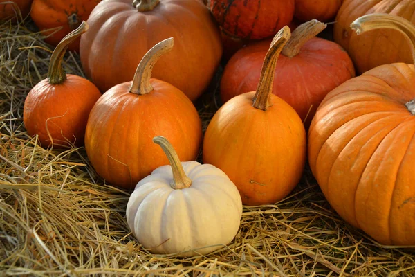 Pumpkins Straw Autumn Background — Stock Photo, Image