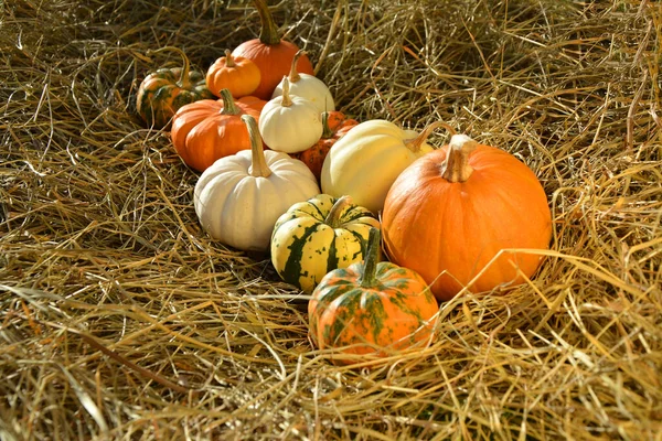 Dýně Dekorativní Slámě Rustikální Styl Podzimní Pozadí — Stock fotografie