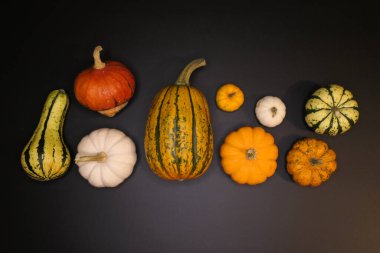 Siyah arkaplanda renkli balkabakları ve kabakları.