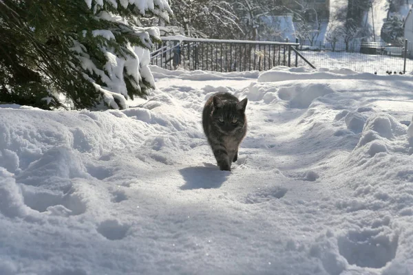 Katze Läuft Verschneiten Wintergarten — Stockfoto