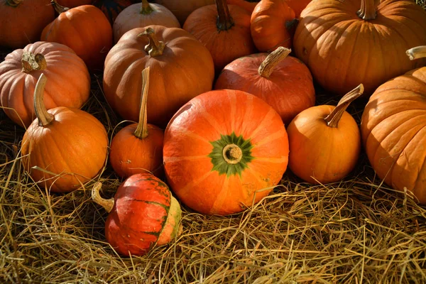 Herfst Pompoenen Stro Thanksgiving Day Achtergrond — Stockfoto
