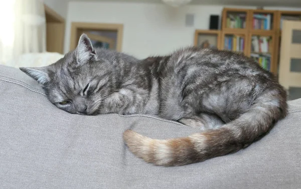 Sevimli Gri Tekir Kedi Kanepede Uyuyor — Stok fotoğraf