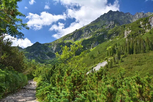 Tatra Dağları Dolina Roztoki 'yi takip ediyor. Polonya 'daki Tatra Ulusal Park Dağları manzarası