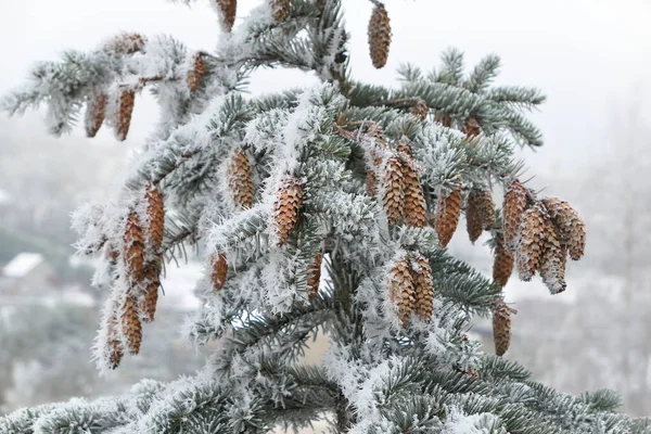 Conos Congelados Ramas Abeto Naturaleza Invernal — Foto de Stock