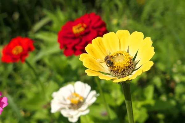 夏の庭で黄色のZinniaの花に蜂 — ストック写真