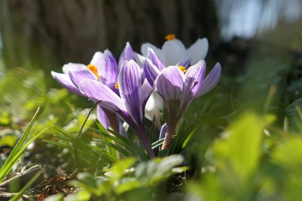 在花园里生长着紫色的番红花 春天的第一个花朵的迹象 — 图库照片