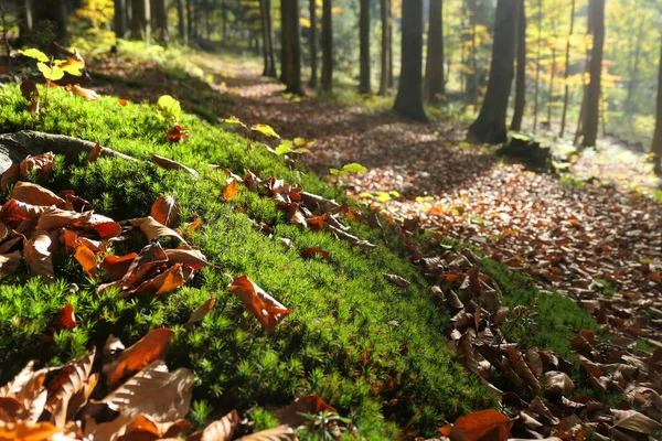 Солнечный Осенний Лес Крупный План Опавших Листьев Плесени Бука — стоковое фото