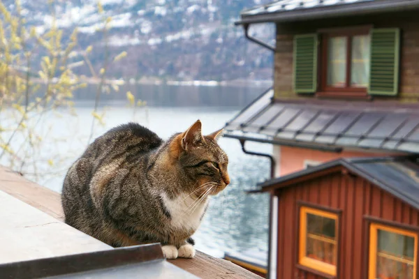 Outdoor Katze Sitzt Auf Holzgeländer Hallstätter Alpenstadt Österreich — Stockfoto