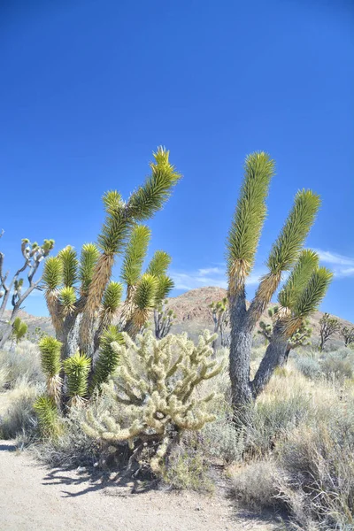 Joshua Tree Yucca Brevifolia Cholla Kaktüsü Amerika Mojave Tatlısında Yetişiyor — Stok fotoğraf