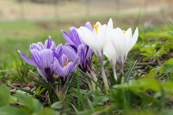 在花园里生长着紫色和白色的春番红花 — 图库照片