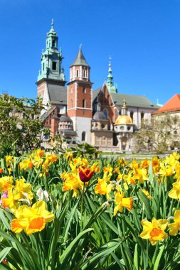 Bahar boyunca Polonya 'nın Krakow kentindeki Wawel kalesi ve nergis çiçekleri. Çiçeklere odaklan.