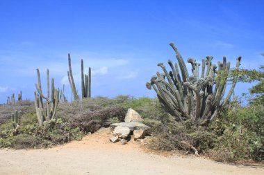 Yol kenarında büyüyen büyük bir kaktüs. Aruba adasındaki kurak doğa.