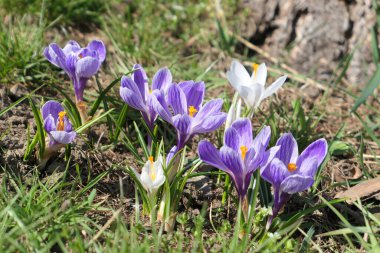 Bahçedeki çimlerde büyüyen bahar çiçekleri.