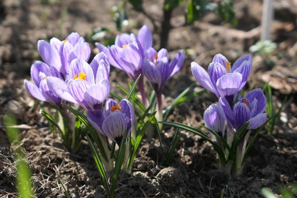 Lila Krokusblüten Blühen Garten — Stockfoto