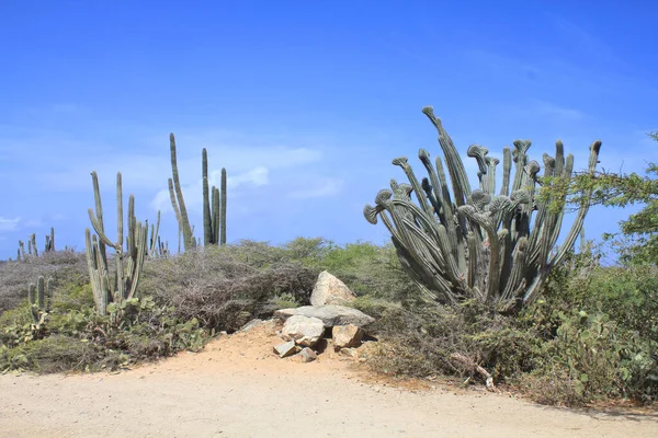 Wielki Kaktus Rośnie Przy Drodze Naturalny Suchy Krajobraz Wyspie Aruba — Zdjęcie stockowe