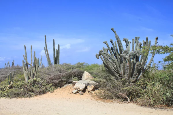 Grande Cacto Crescer Estrada Paisagem Árida Natural Ilha Aruba — Fotografia de Stock