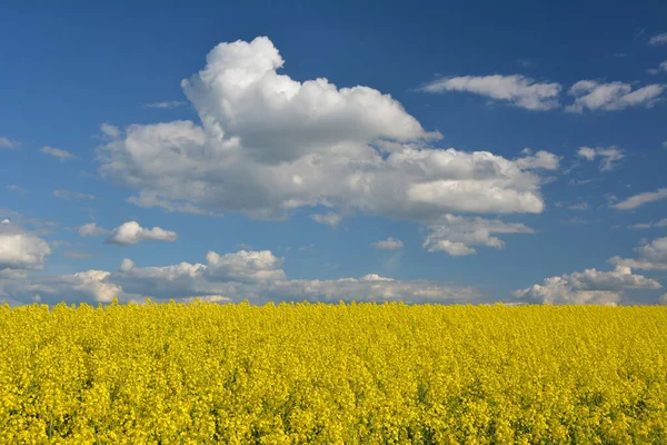 Baharda Sarı Çiçekler Kolza Tohumu Tarlası Bulutlu Mavi Gökyüzü — Stok fotoğraf