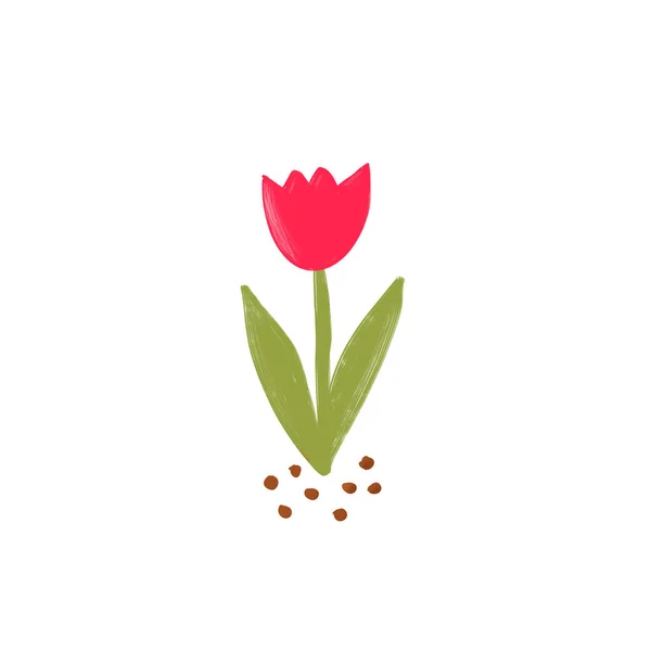 Red tulip flower doodle drawing isolated on white background. Spring flower illustration.