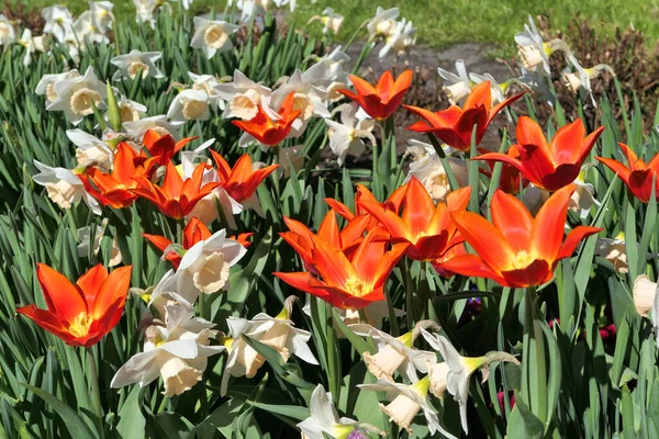Czerwone Tulipany Kremowe Żonkile Wiosenne Kwiaty Kwitnące Ogrodzie — Zdjęcie stockowe