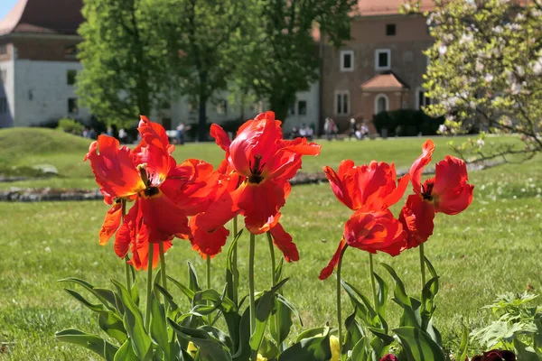 Rote Tulpenblüten Wachsen Wawel Burggarten Krakau Polen — Stockfoto