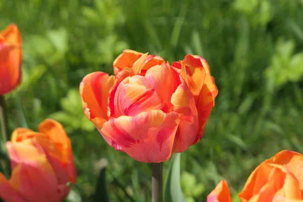 Red Orange Tulips Flowers Growing Garden Tulips Sunlight Spring Flowers — Stock Photo, Image