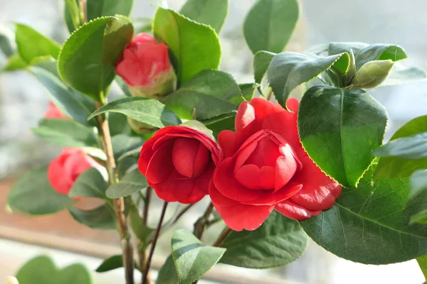 Camélia Japonica Flores Eugenia Montijo Camélia Vermelha Numa Panela Lindas — Fotografia de Stock