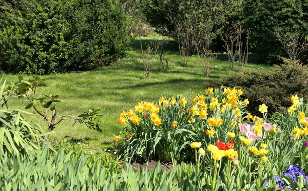 Daffodils Tulips Spring Flowers Garden Krakow Poland — Zdjęcie stockowe