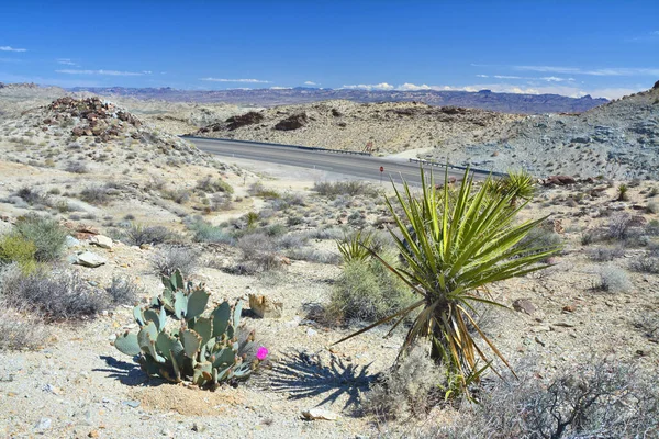 Arizona Eyaletler Arası Yolda Mojave Tatlısında Opuntia Bazilaris Yucca Schidigera — Stok fotoğraf