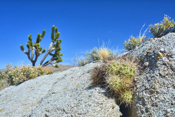 Mojave Dessert Plants Cactus Rock Joshua Tree Background Blue Sky — Stok fotoğraf