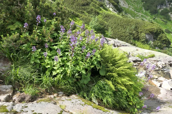 Tatra Βουνά Μπλε Λουλούδια Cicerbita Alpina Αυξάνεται Dolina Roztoki Πολωνία — Φωτογραφία Αρχείου