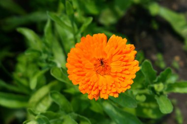 Flower Calendula Orange Gem blooming in the garden.