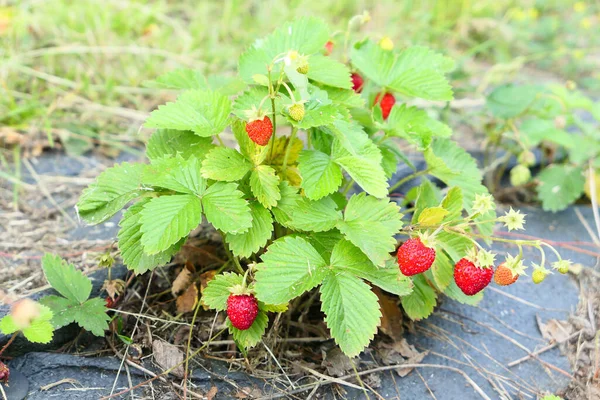 Wild Strawberries Ripe Fruits Plant Growing Garden — Photo