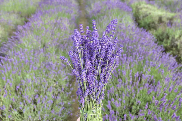 Bouquet Von Frischen Lavendelblüten Auf Lavendelfeld — Stockfoto