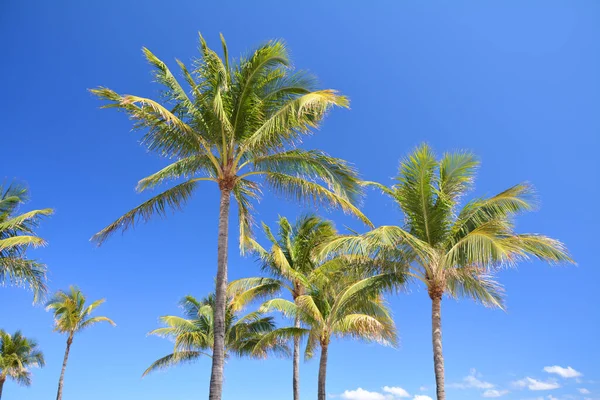 Palm Trees Blue Sky South Beach Miami Beach Florida Usa — Zdjęcie stockowe