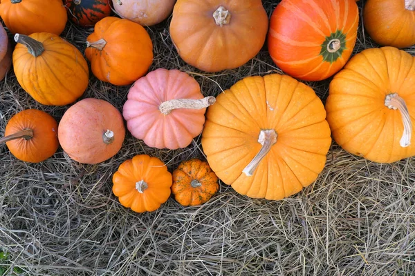 Pumpkins on straw autumn background. Top view.