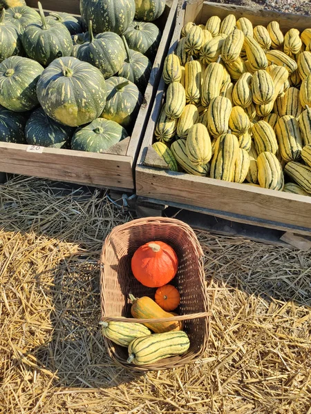 Pumpkin shop at pumpkin patch. Colorful pumpkins varieties in basket.