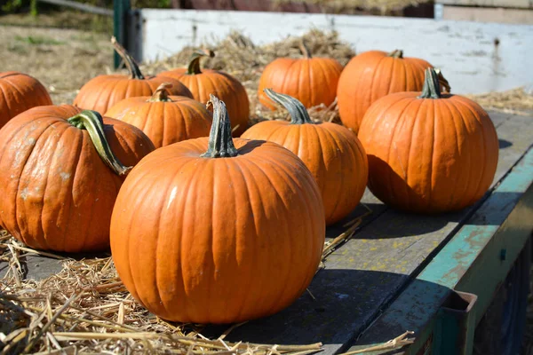 Orange pumpkins at pumpkin patch. Beautiful autumn colors.