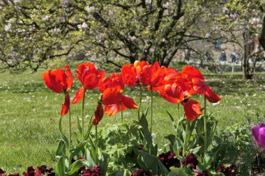 Polonya, Krakow 'da bahçede açan kırmızı laleler..