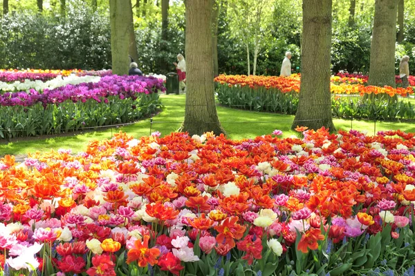 Hollanda Keukenhof Bahçelerinde Yetişen Güzel Renkli Laleler — Stok fotoğraf