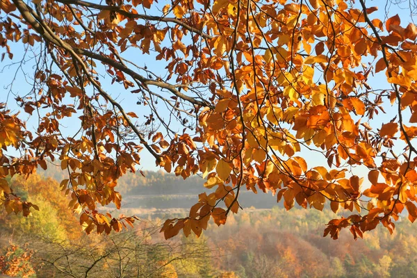 Feuilles Automne Sur Branche Hêtre Beau Paysage Automne Ensoleillé — Photo